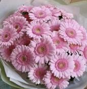 ������ ��� gerberka
