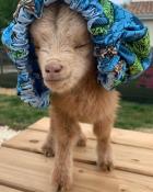   Babygoat