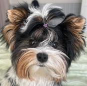 ������ ��� Tenko