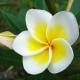   Frangipani